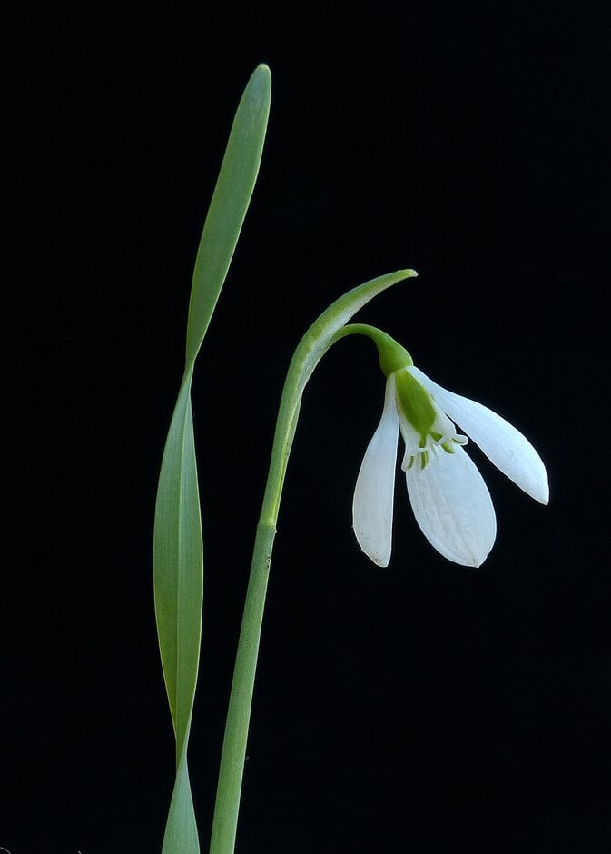 slender snowdrop