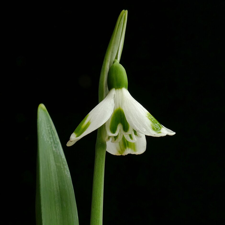 snowdrop 'Trym'