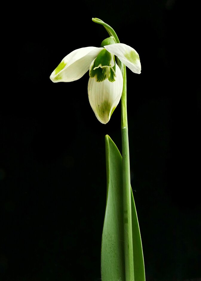 greater snowdrop 'Green Brush'
