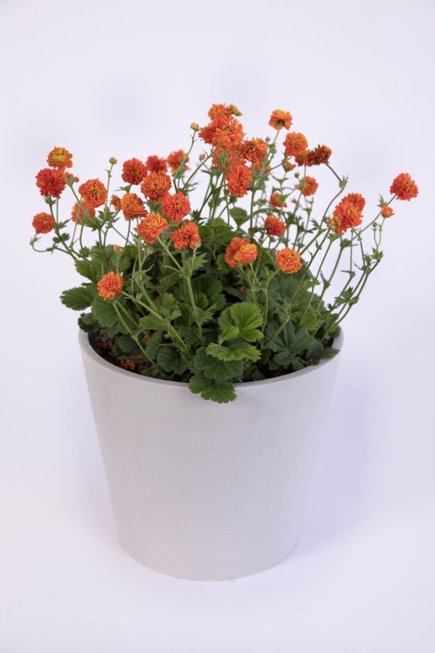 <em>Geum</em> 'Orange Pumpkin' (d)