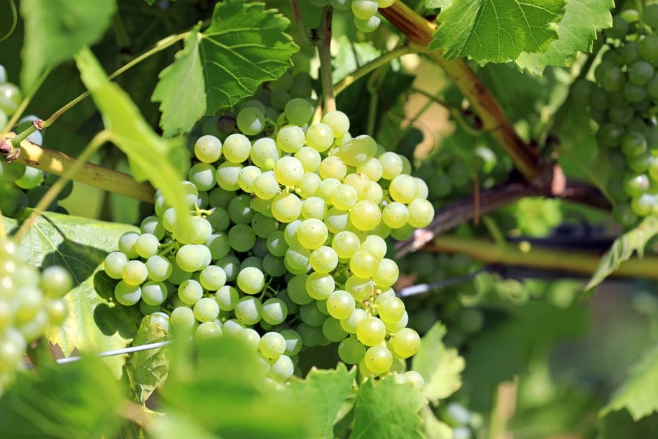 grape 'Orion'