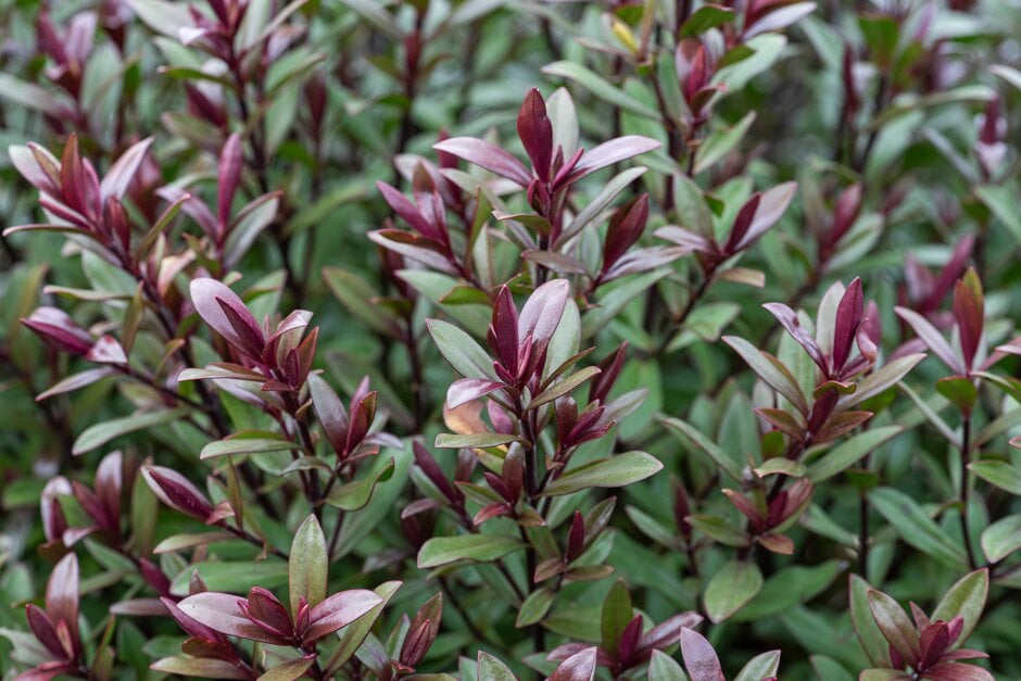 hebe 'Nantyderry'