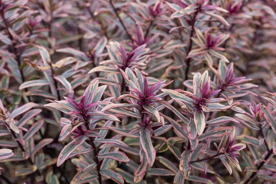 hebe 'Heartbreaker'