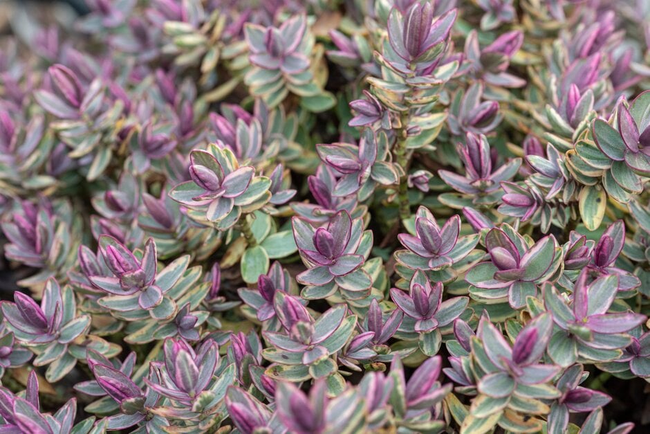 hebe 'Silver Dollar'