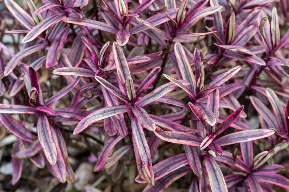 hebe 'Jewel of the Nile'