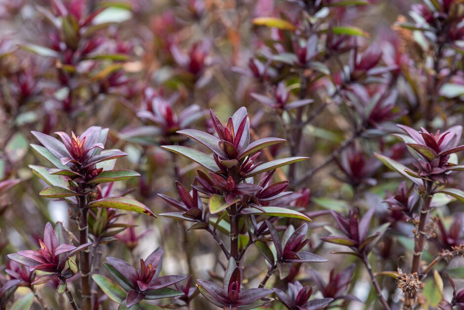 <i>Veronica</i> 'Pink Starburst' (H)