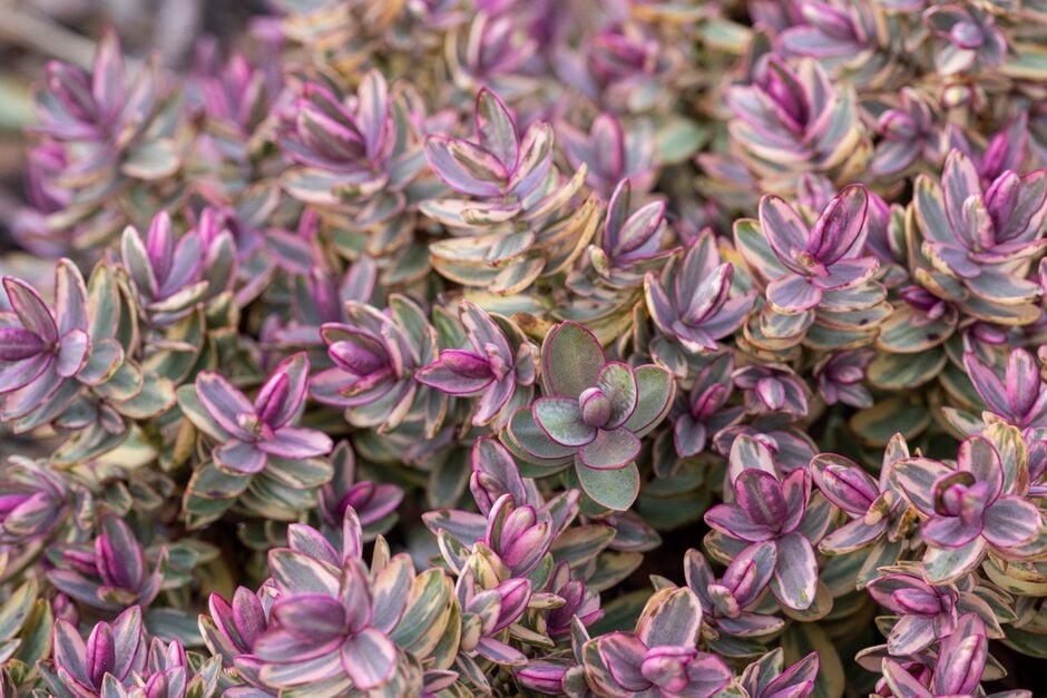hebe 'Sweet Kim'