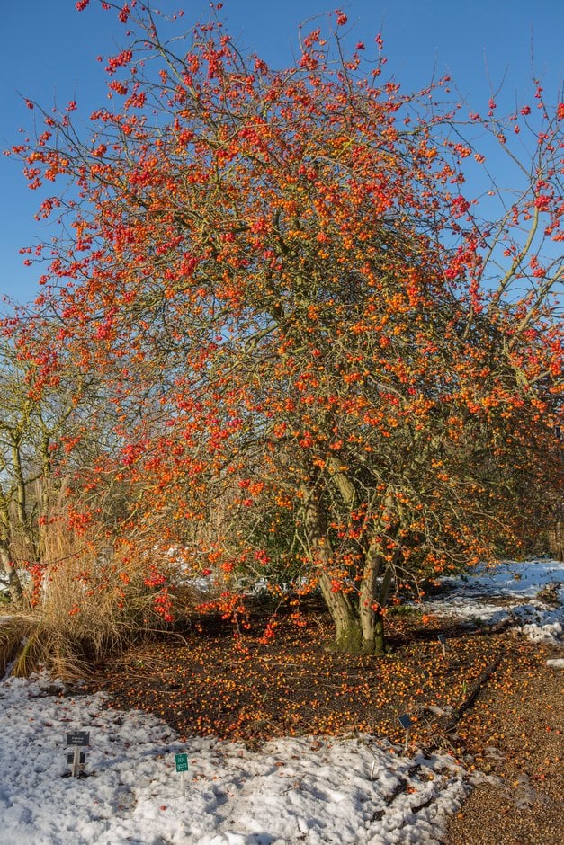 crab apple 'Evereste'