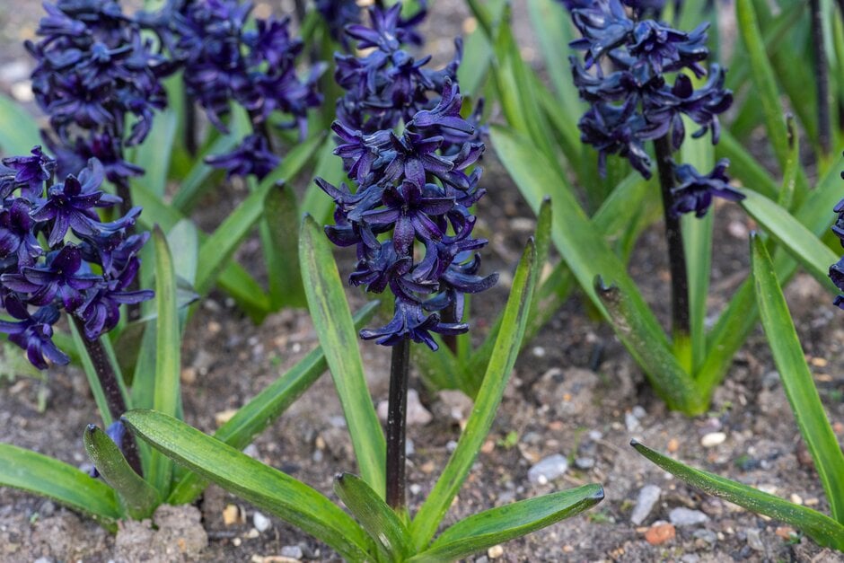 hyacinth 'Dark Dimension'