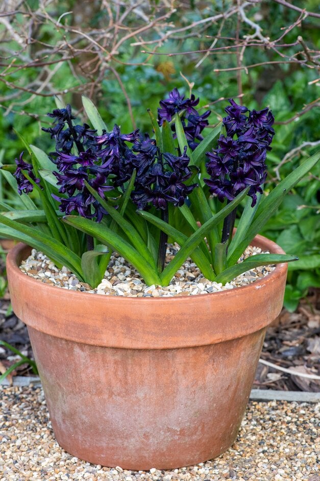hyacinth 'Dark Dimension'