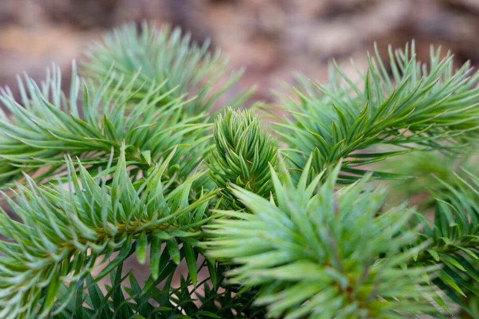 Chinese fir 'Glauca'