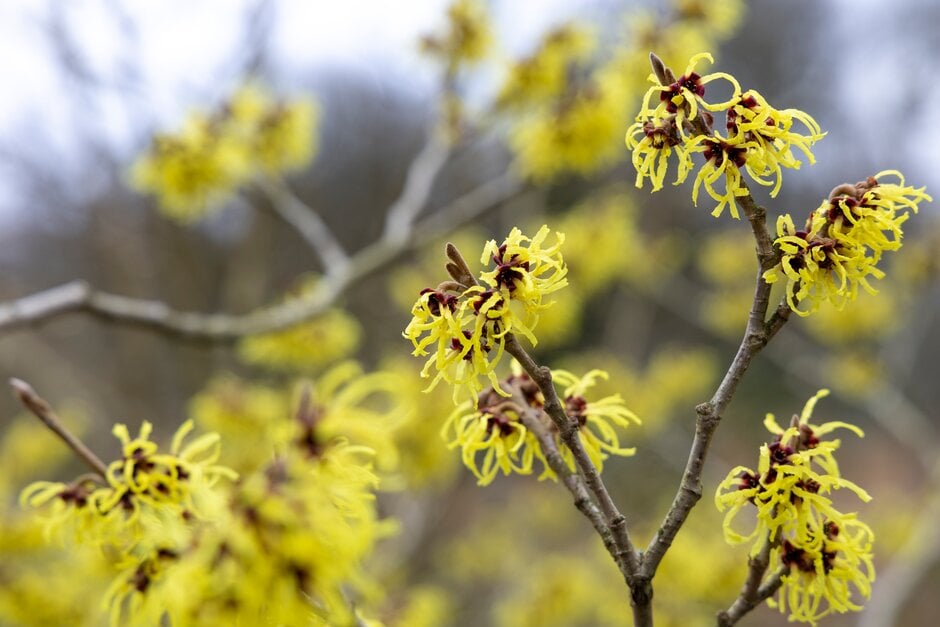 witch hazel 'Primavera'