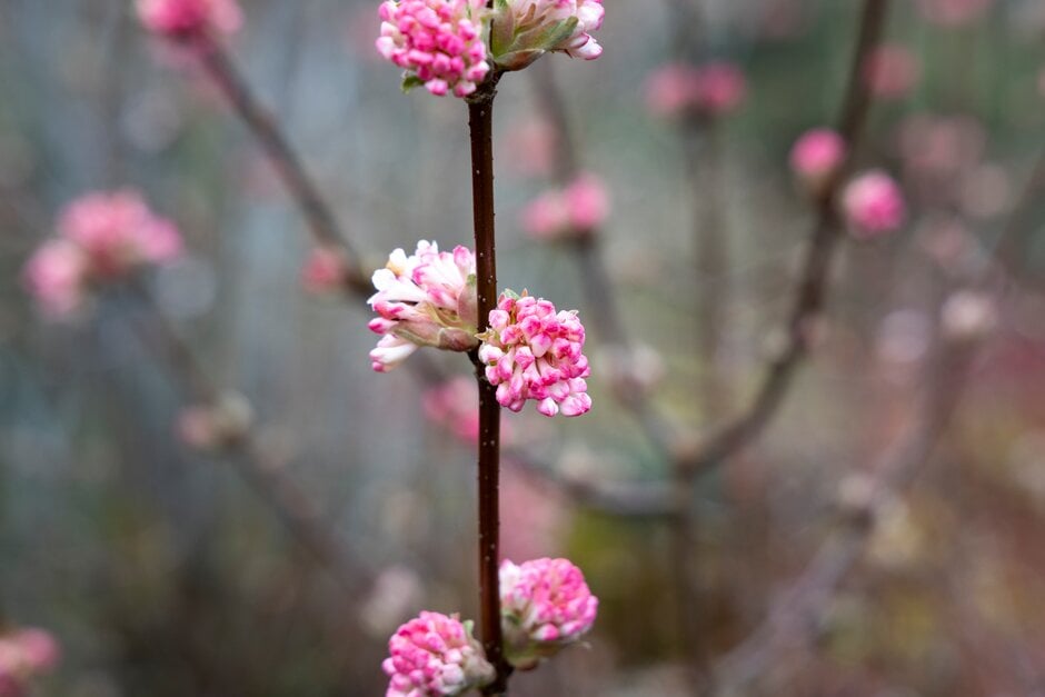 arrowwood 'Charles Lamont'