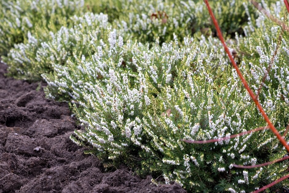 heather 'Spring Surprise'
