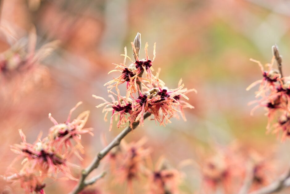 witch hazel 'Livia'