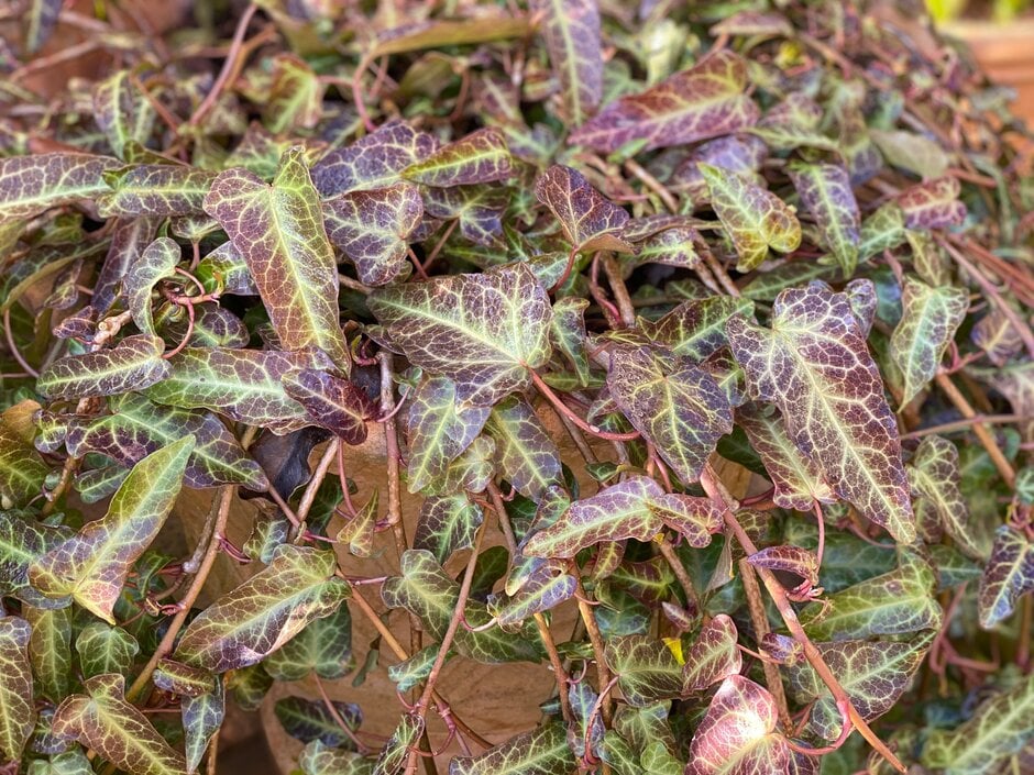Pastuchov's ivy 'Ann Ala'