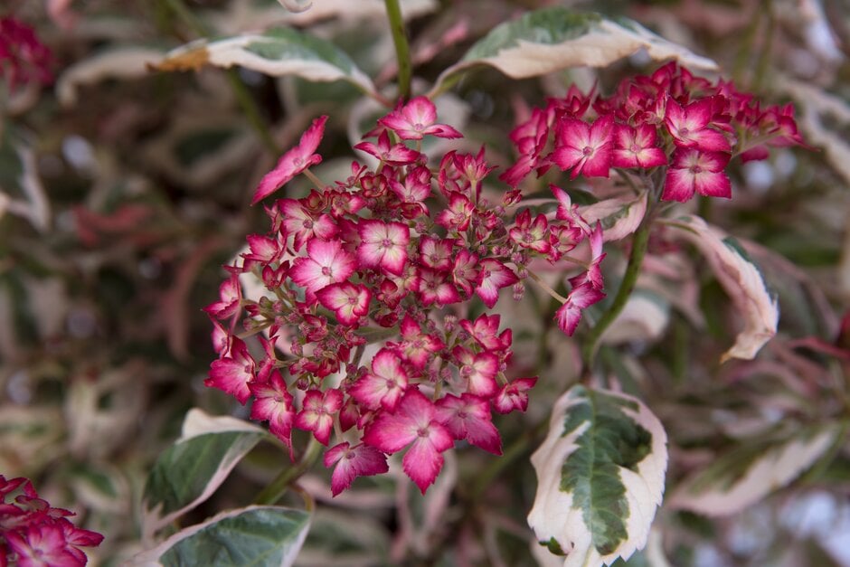 hydrangea 'Gotemba Nishiki'
