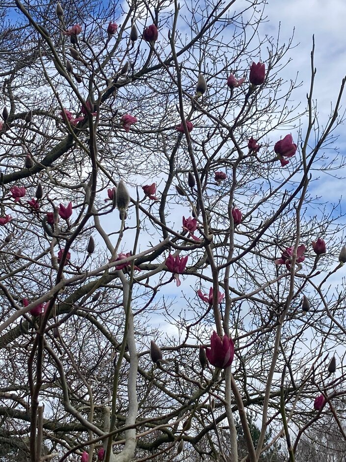 <i>Magnolia</i> <i>campbellii</i> (Raffillii Group) 'Sue Biggs'