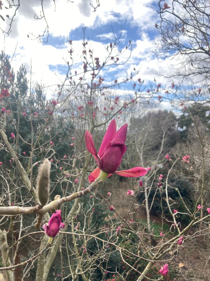 <i>Magnolia</i> <i>campbellii</i> (Raffillii Group) 'Sue Biggs'