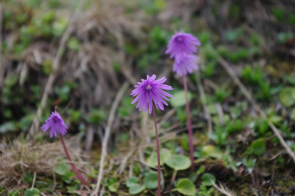 alpine snowbell
