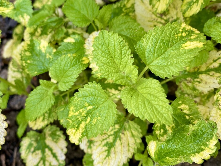 yellow-leaved lemon balm