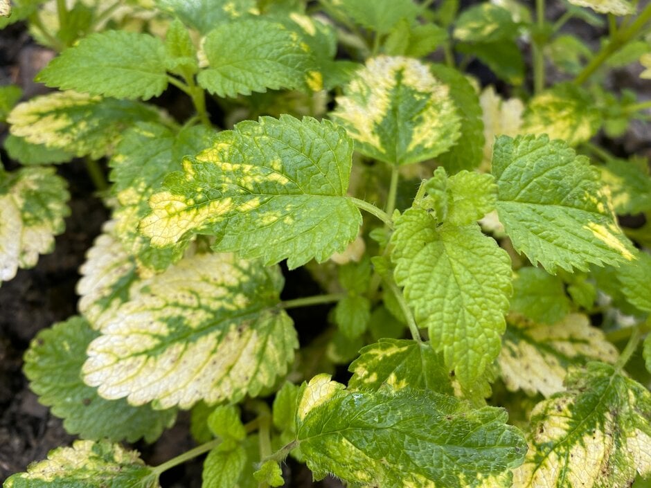 yellow-leaved lemon balm