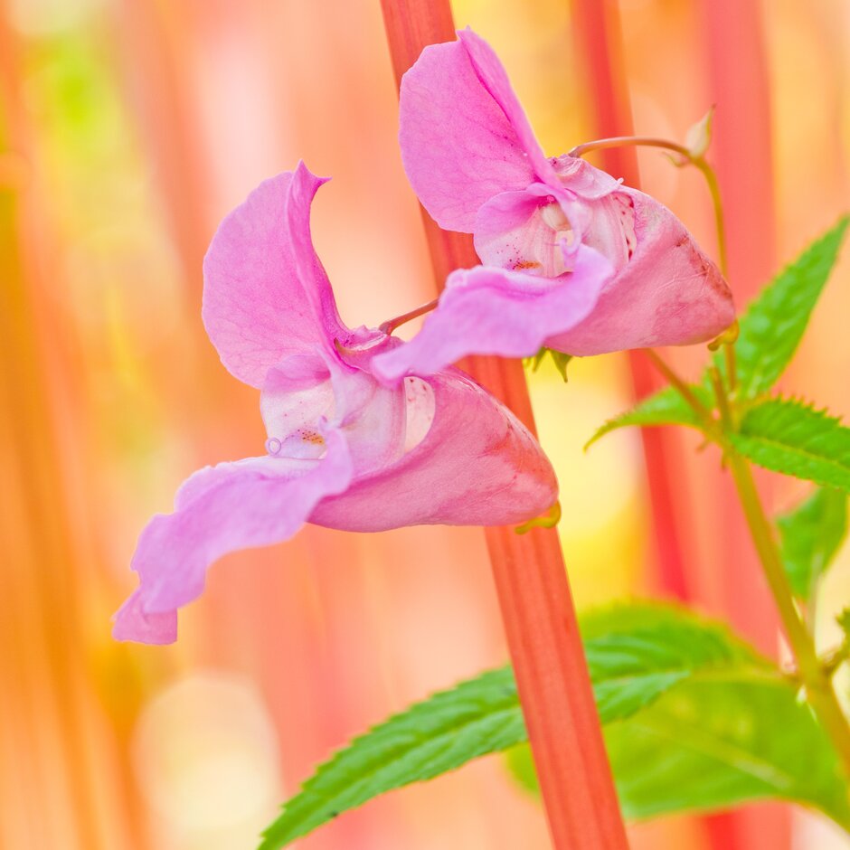 Himalayan balsam