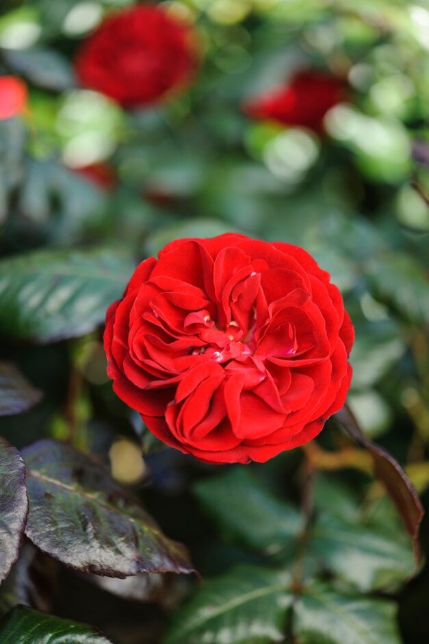 rose [The Times Rose]