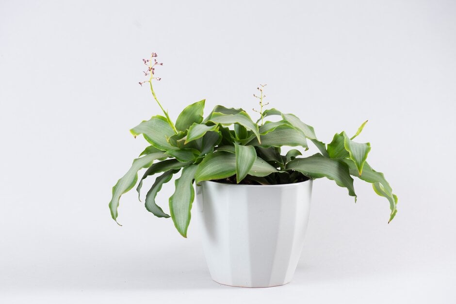 <em>Murdannia</em> <em>loriformis</em> <span style="font-variant: small-caps;">Bright Star</span> ('Ppimur004') (v)