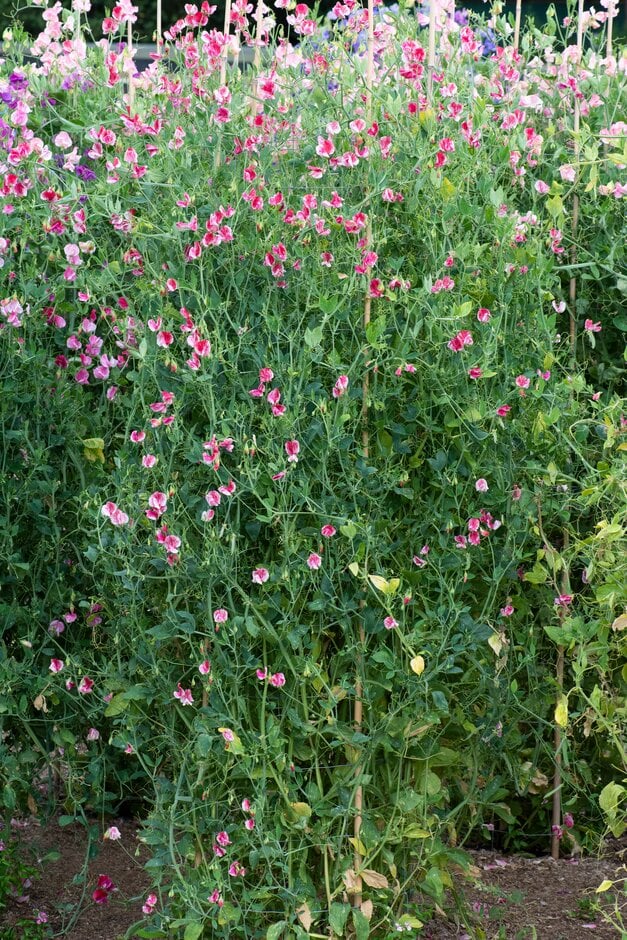 sweet pea 'America'