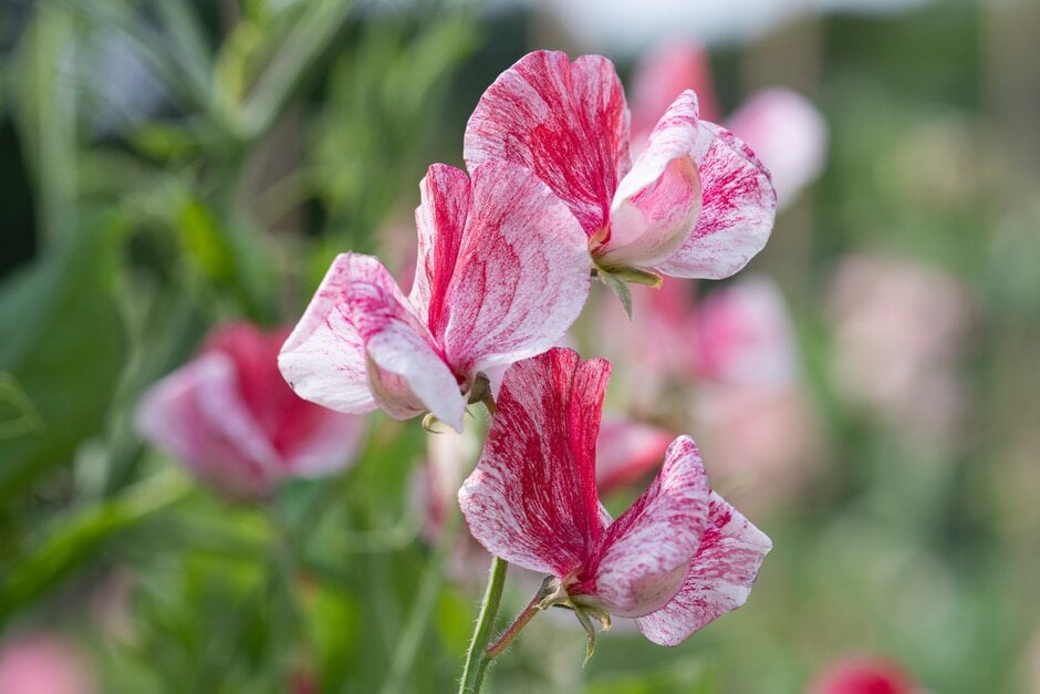 sweet pea 'America'