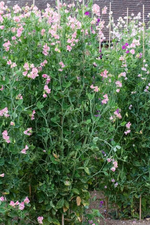 sweet pea 'Emily'