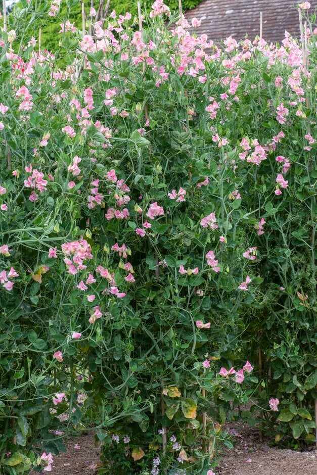 sweet pea 'Emily'