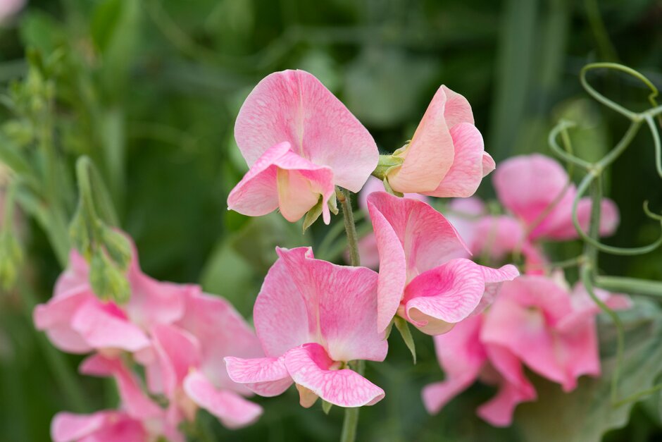 sweet pea 'Emily'