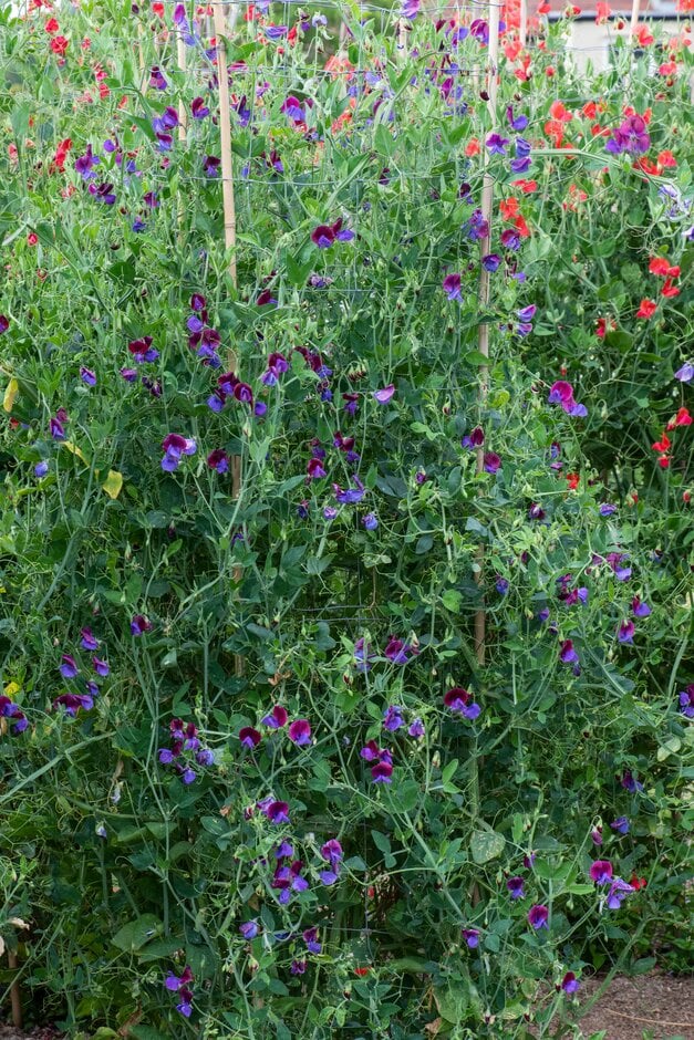 sweet pea 'Cupani'