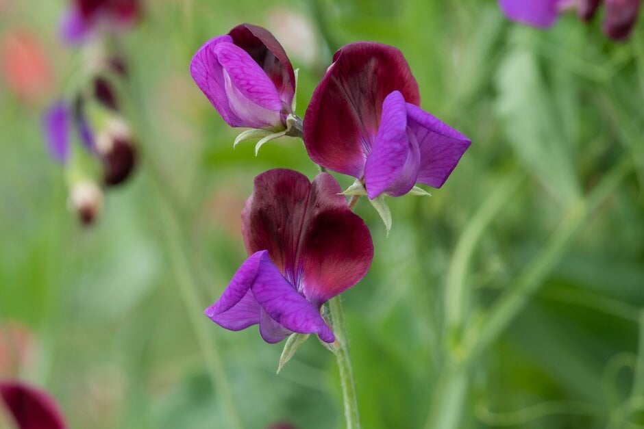 <em>Lathyrus</em> <em>odoratus</em> 'Quito'