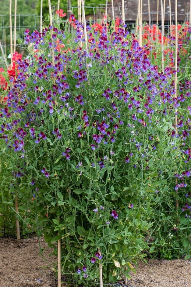 sweet pea 'Cedric Morris'