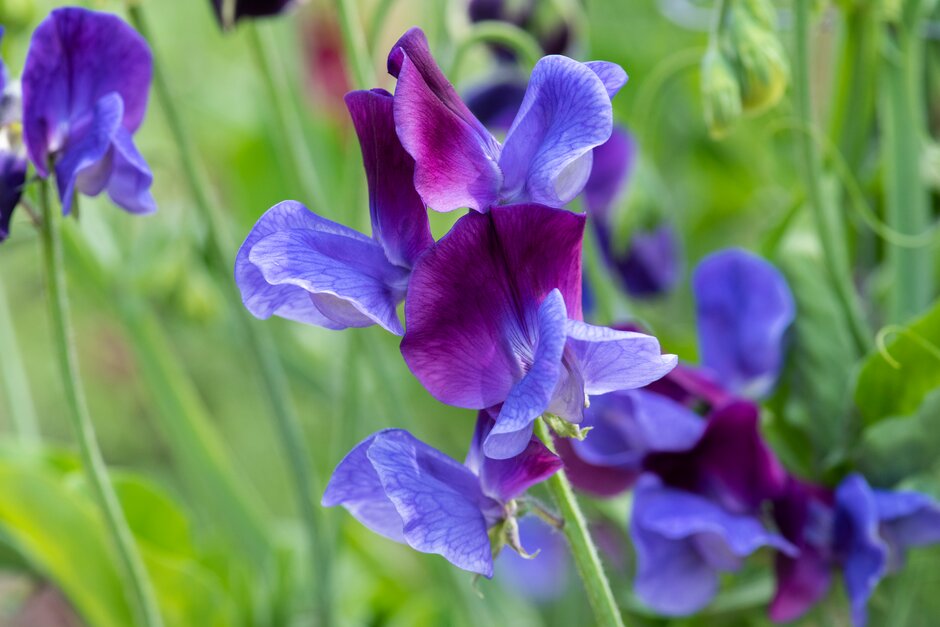 sweet pea 'Indigo King'