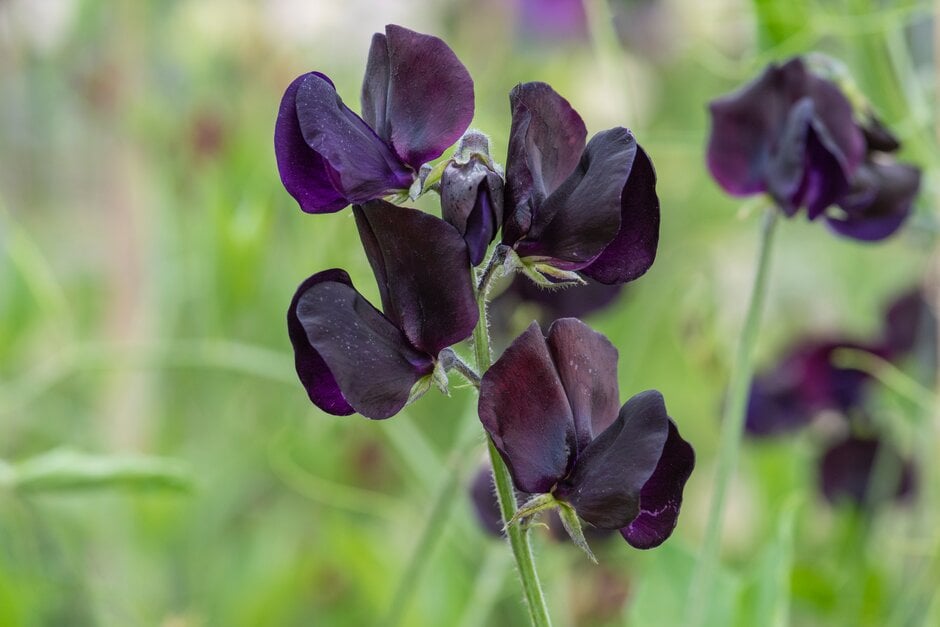 sweet pea 'Almost Black'