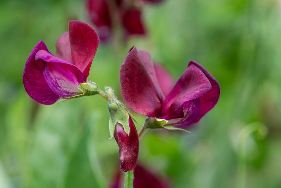 <em>Lathyrus</em> <em>odoratus</em> 'Black Knight'
