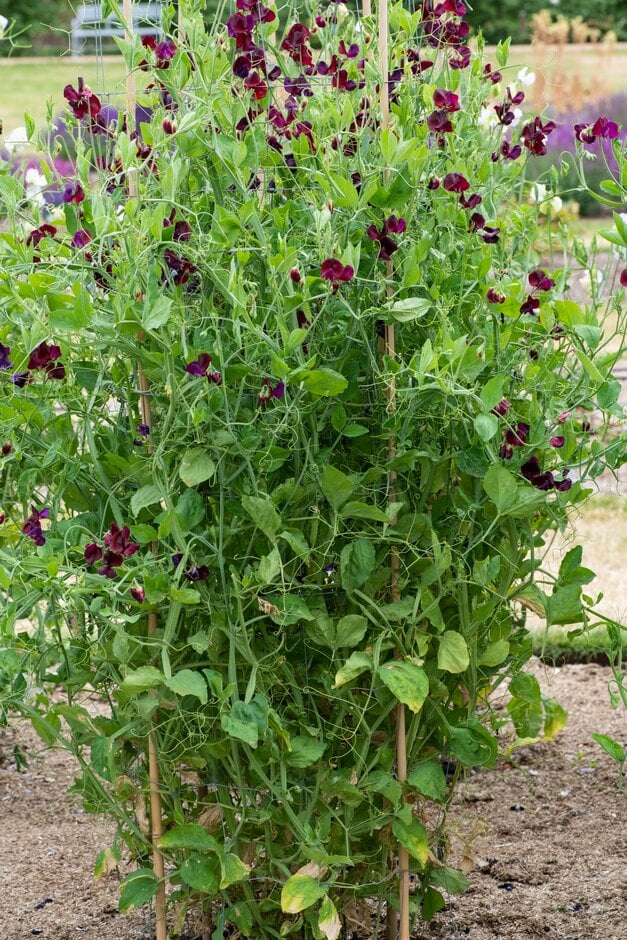 sweet pea 'Monty Don'