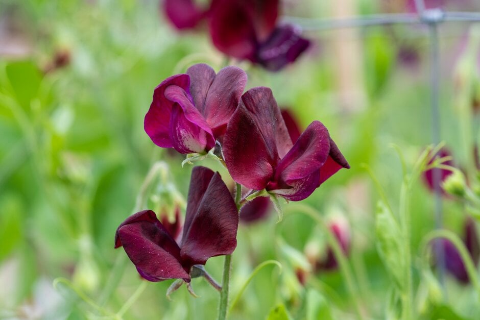 sweet pea 'Monty Don'