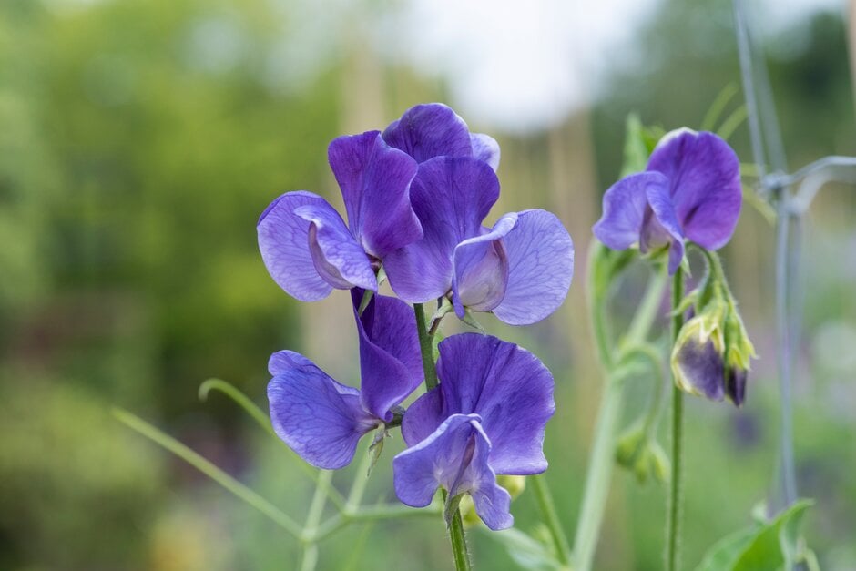 sweet pea 'Heathcliff'