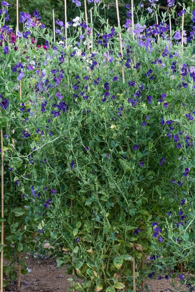 sweet pea 'Lord Nelson'