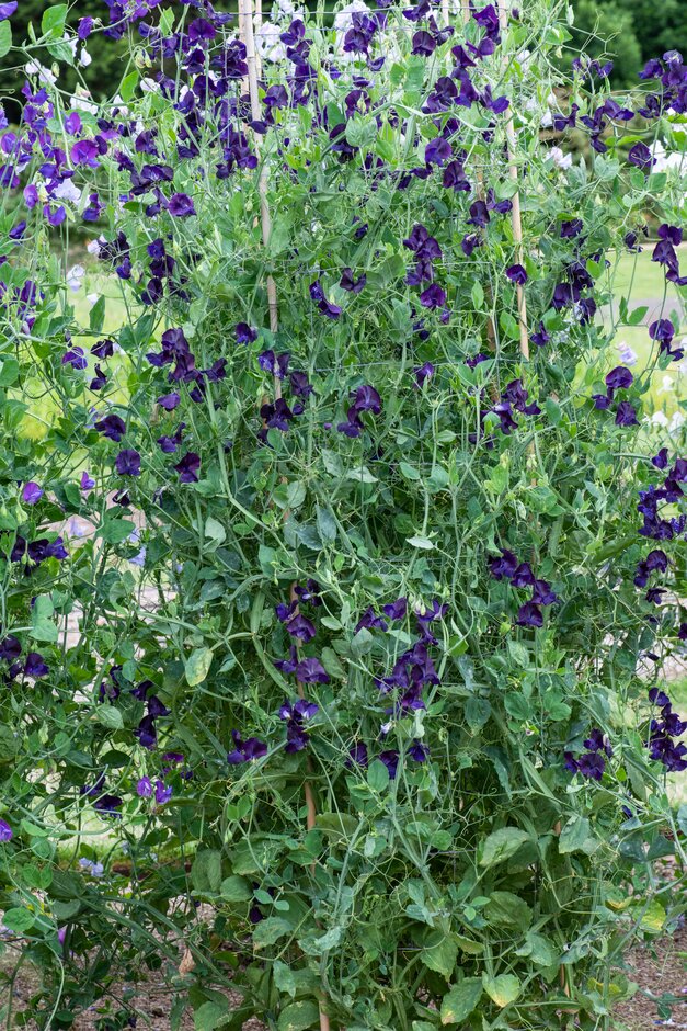 sweet pea 'My Navy'