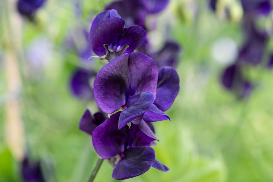 sweet pea 'My Navy'