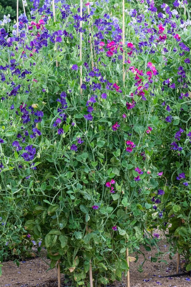 <i>Lathyrus</i> <i>odoratus</i> 'Violet Wings'