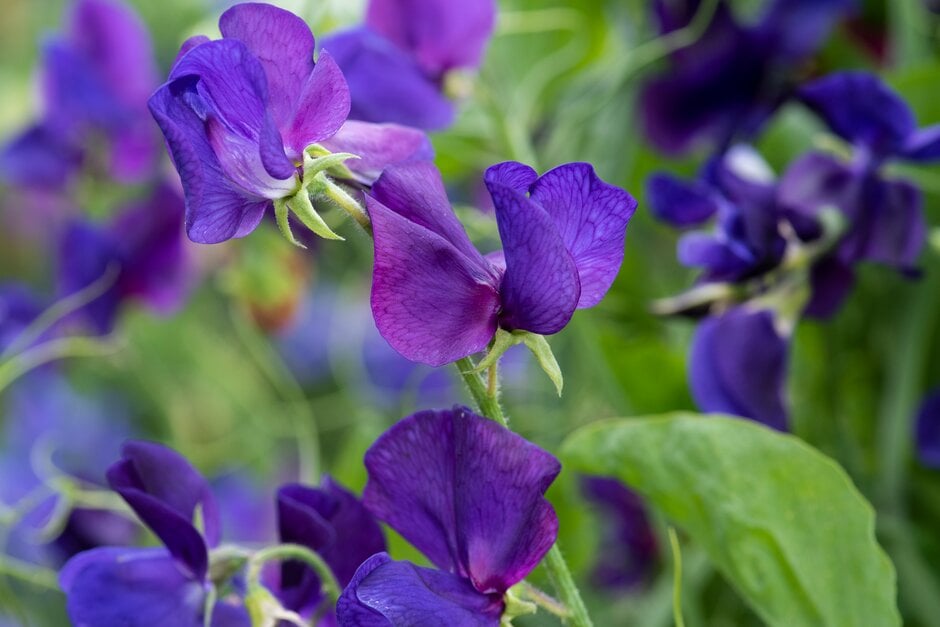 <i>Lathyrus</i> <i>odoratus</i> 'Violet Wings'