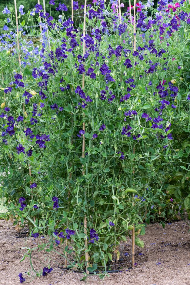 sweet pea 'Marseilles'