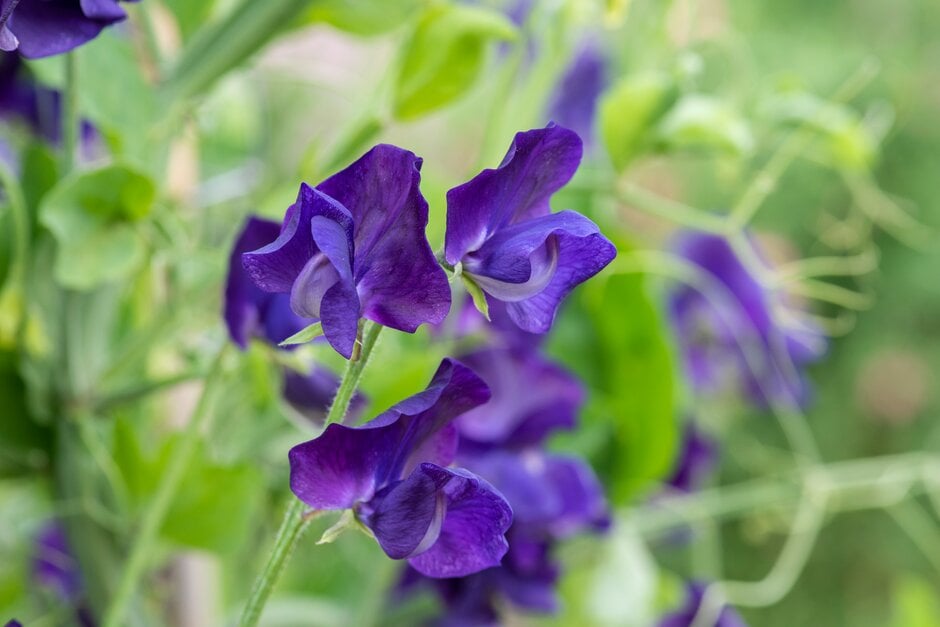 sweet pea 'Marseilles'